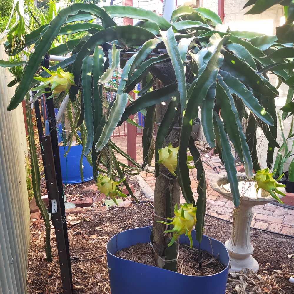 Picture of the whole plant